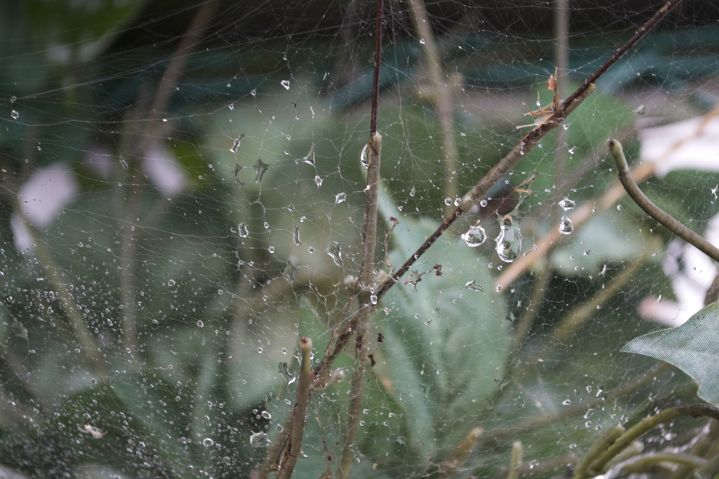 九月の雨 3