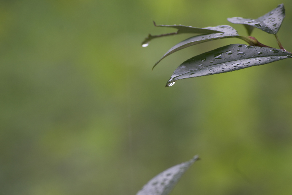 九月の雨 1