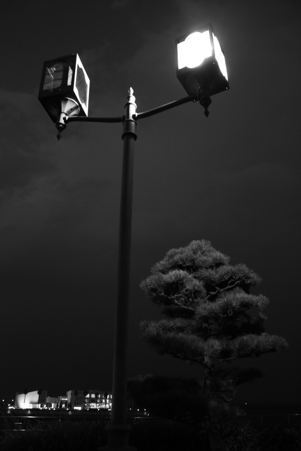 with a pine tree