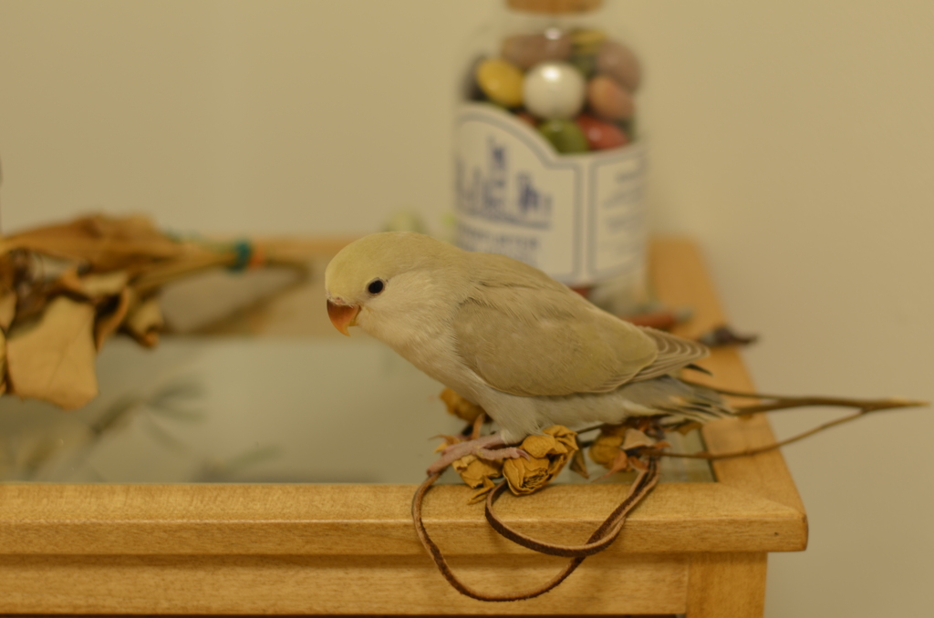 コザクラインコの衣笠です。