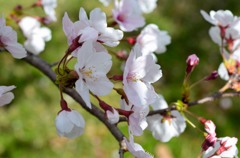 近所の桜
