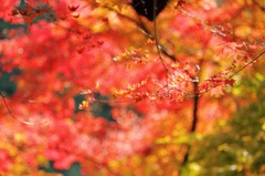 紅葉