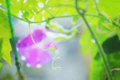 朝顔