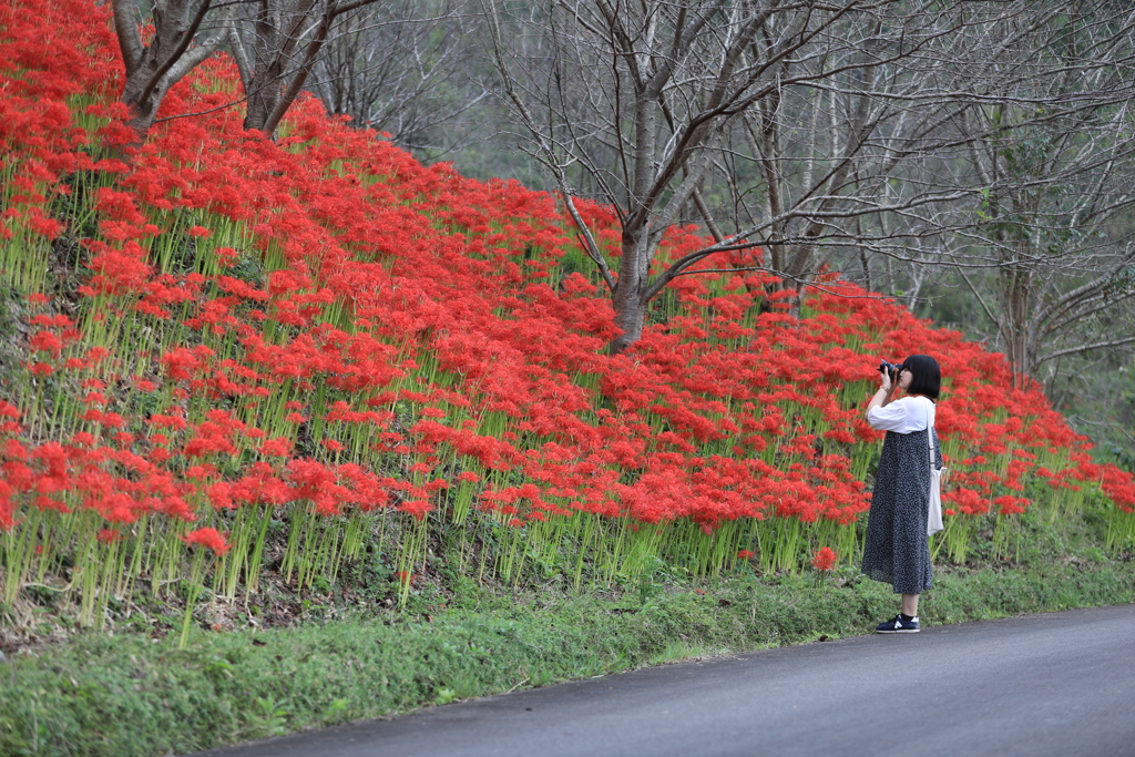 曼殊沙華の群生