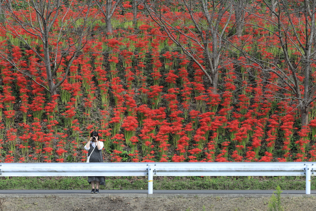 対岸の紅