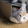 はぁーい！こんにちは！