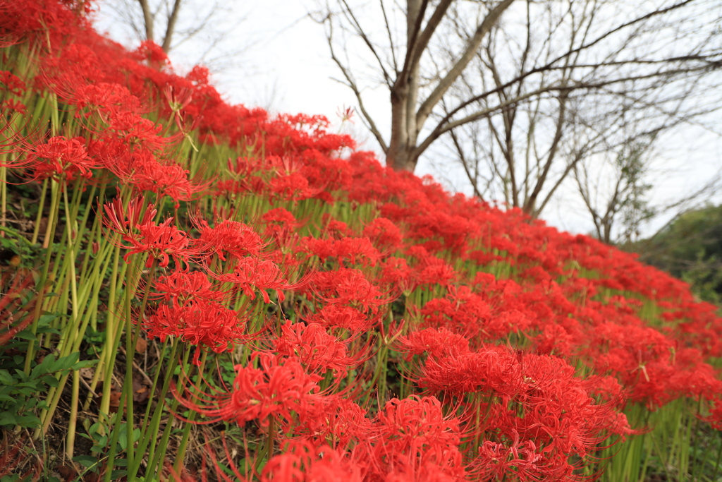 彼岸花：1050の呼び名を持つ花