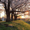 逆光の桜並木