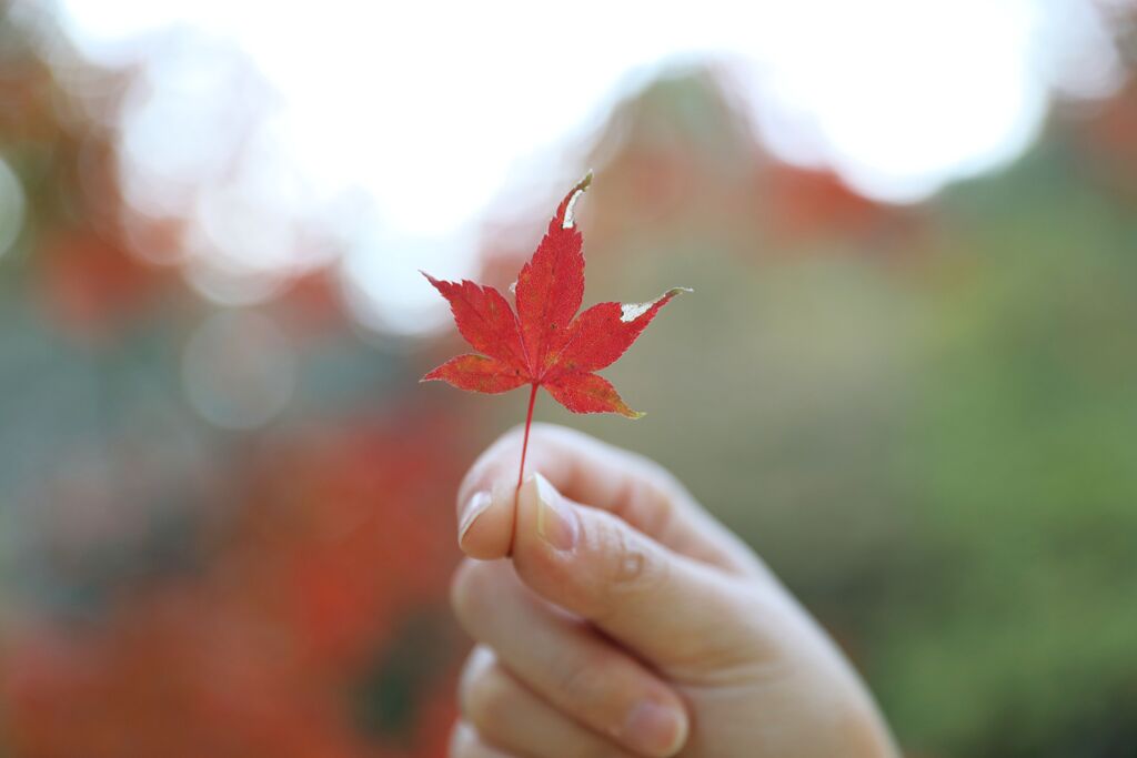 小さな紅葉、見ぃつけた！