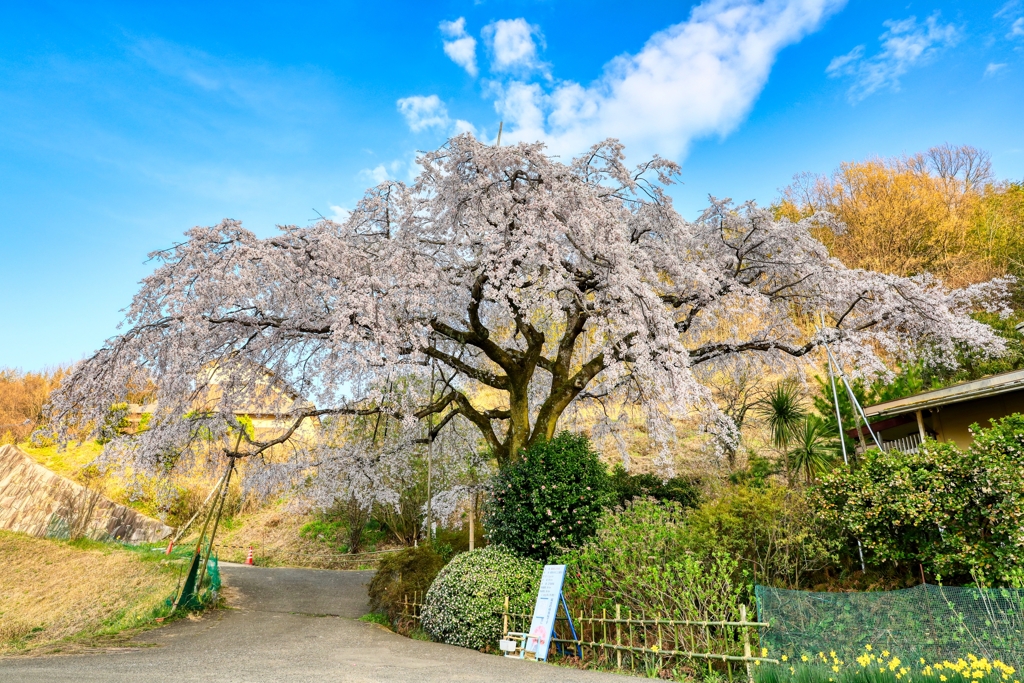 堀池のしだれ桜