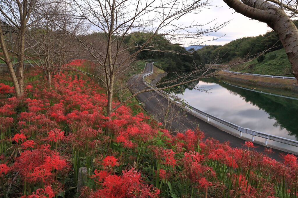 湖畔の彼岸花