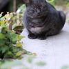 ほほえみのほっこり