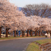 桜、連なり