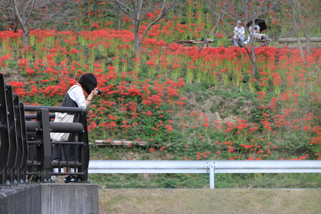橋上より
