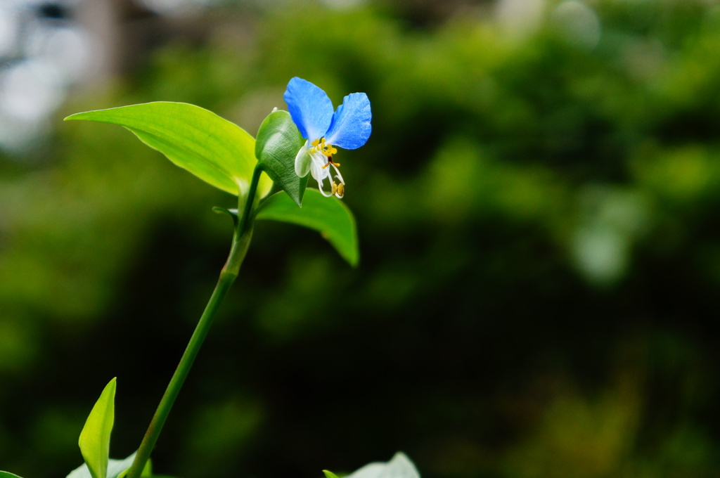 渋き蛍草
