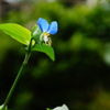 渋き蛍草