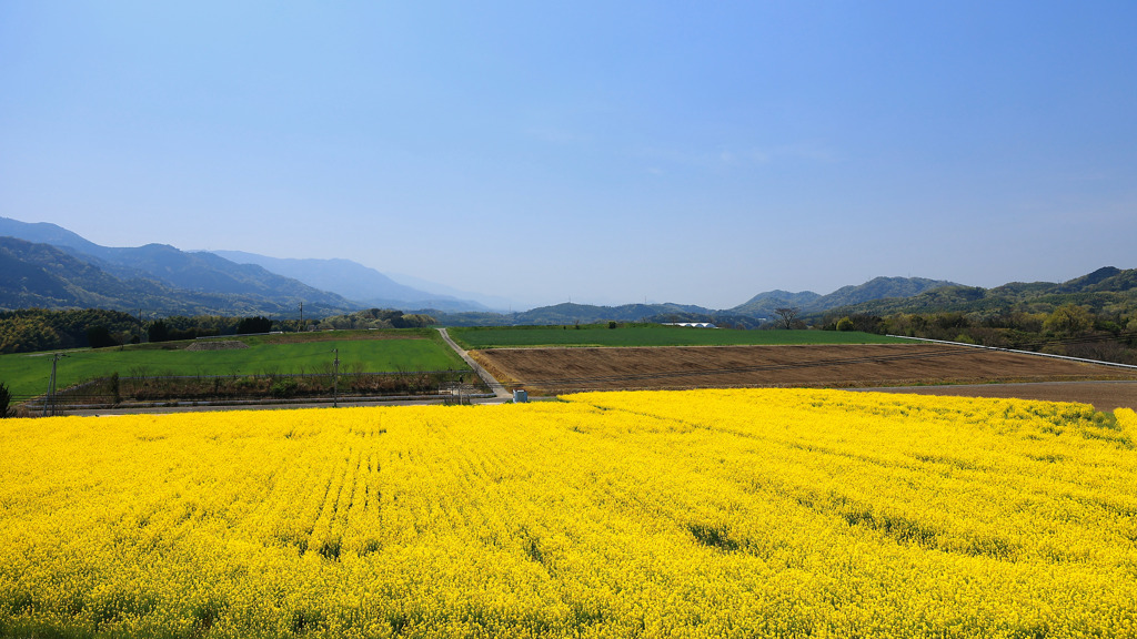 菜の花ヴぁったけ