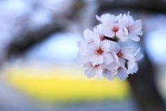 桜と菜の花と