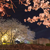 桜に囲まれて