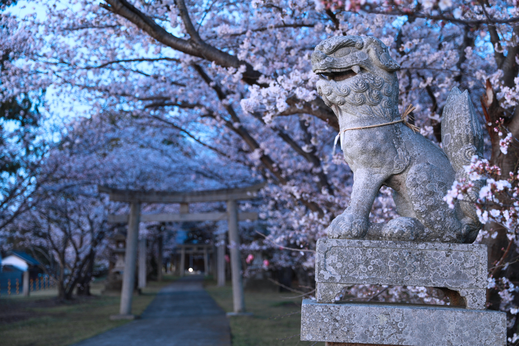 桜と狛犬さんと