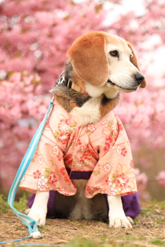 おすまして