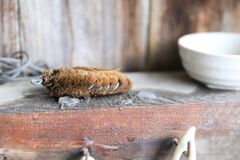 たわし生尽きるまで