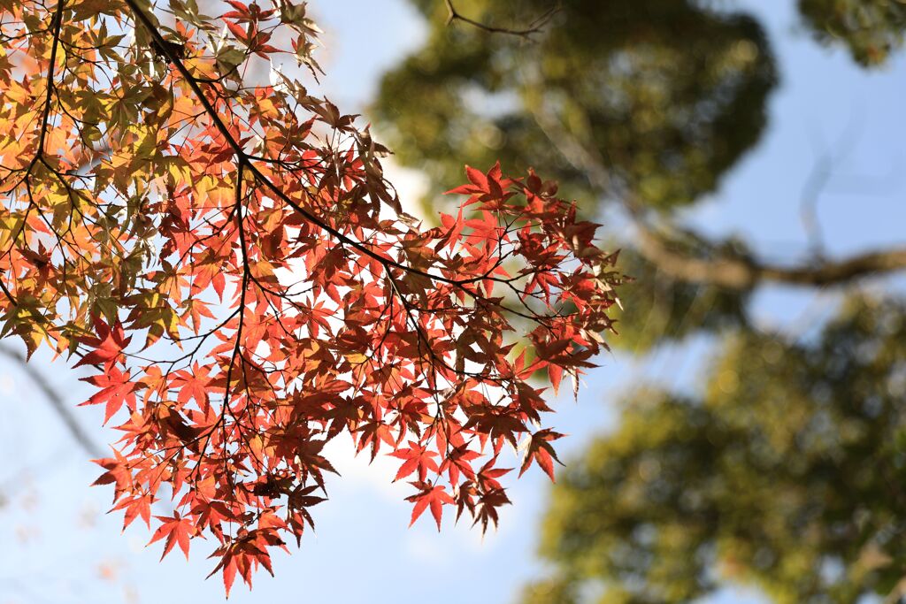 気の早い紅葉