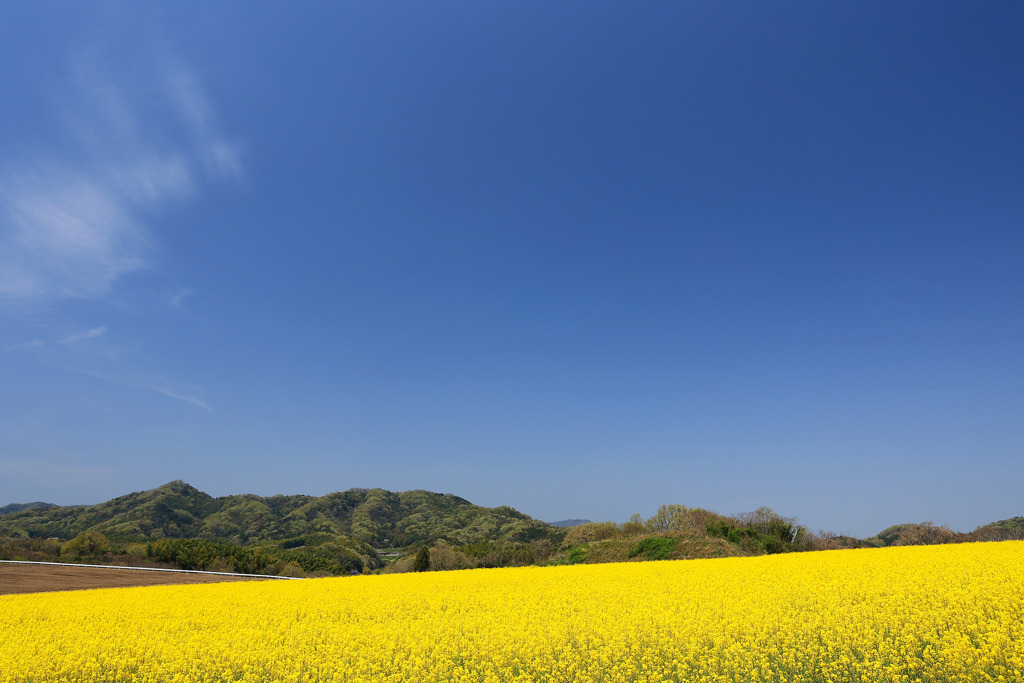 菜の花ヴぁったけ