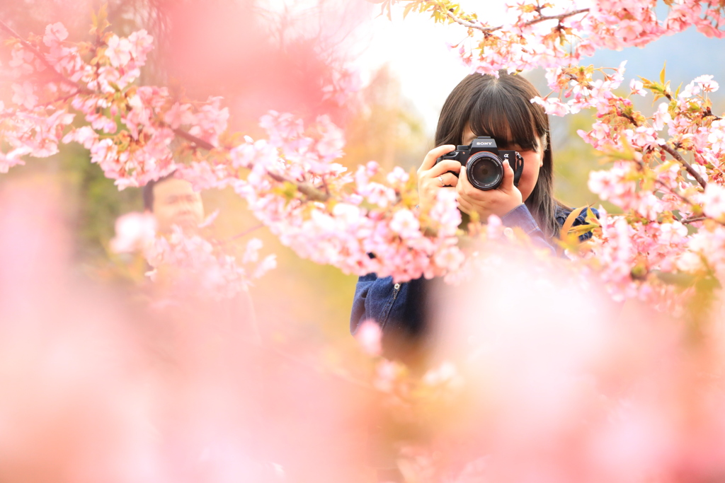 踊る河津桜