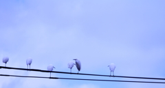 音符？