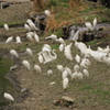 鷺　さぎ　サギ