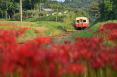 彼岸花咲く沿線