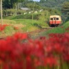 彼岸花咲く沿線