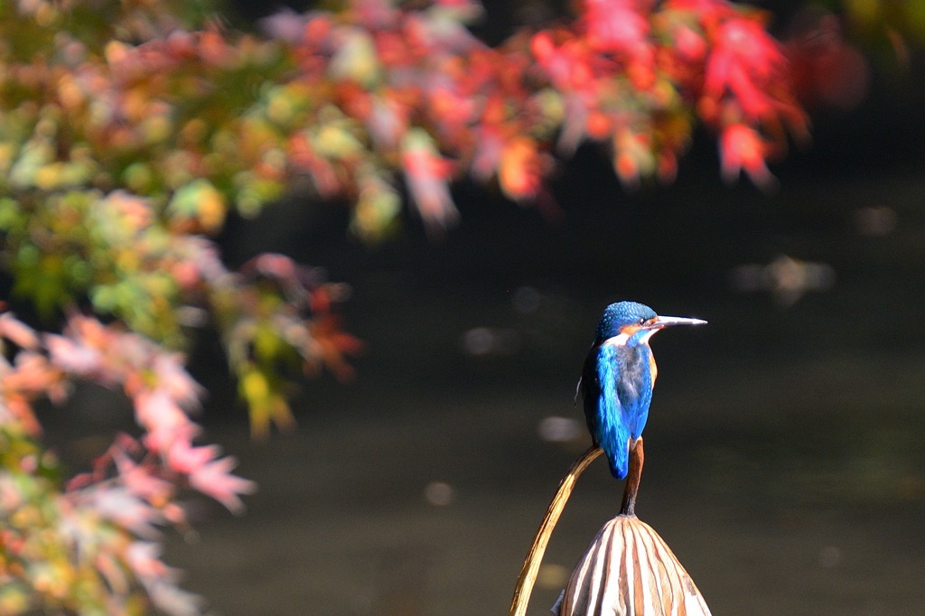 初めてのカワセミ