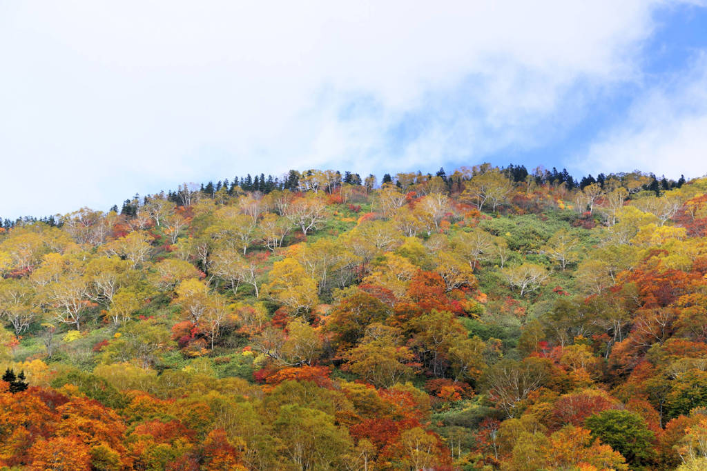 栂池の紅葉