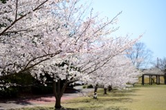 宴会前の公園(1)