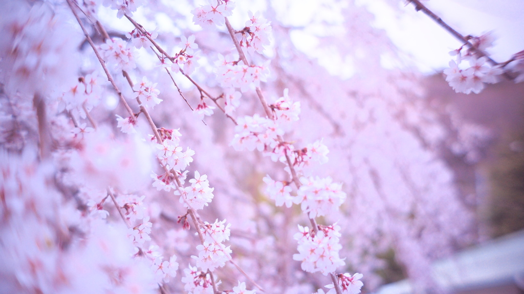 枝垂桜　壁紙