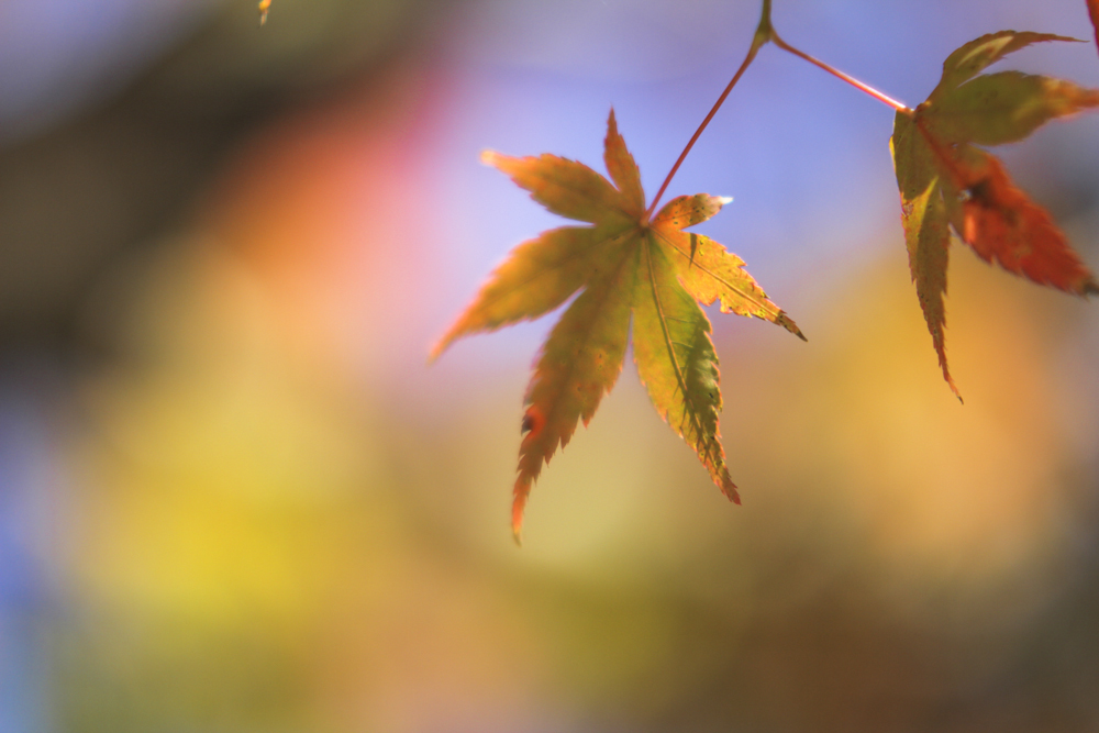 早く真っ赤になぁ～れ～！！