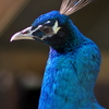 ASAHIYAMA ZOO