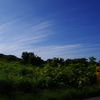 天売島