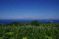 天売島
