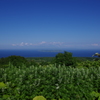 天売島