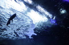 新江ノ島水族館 GR その１