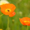 花に引き寄せられて