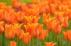 華