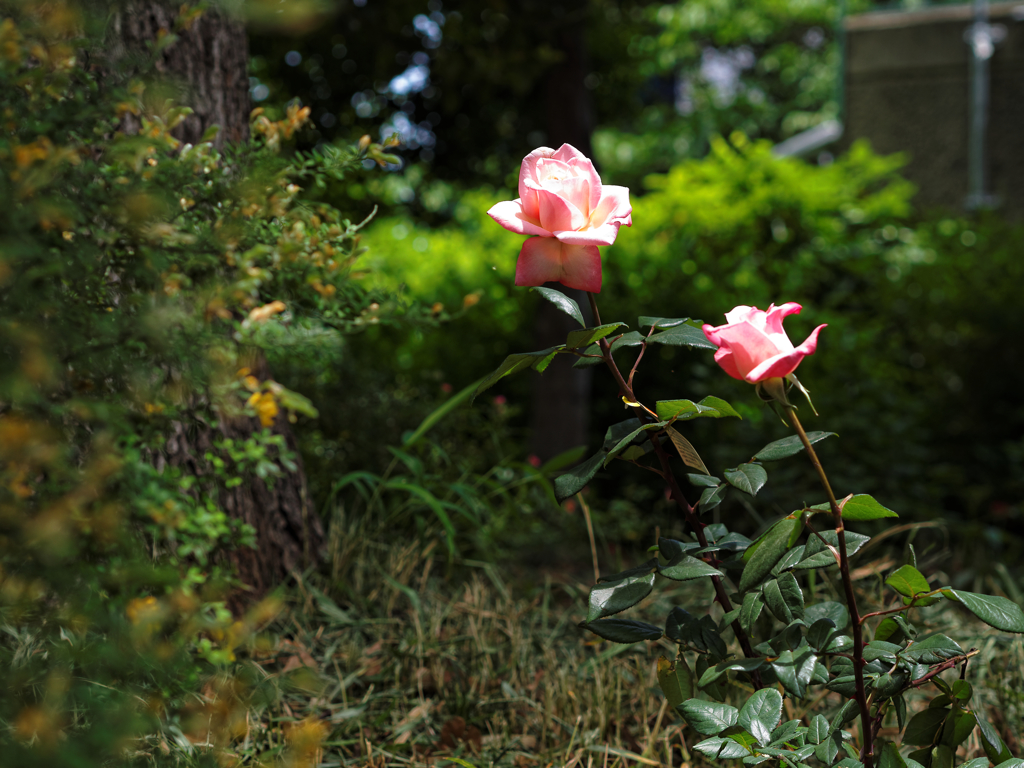 薔薇