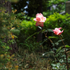 薔薇