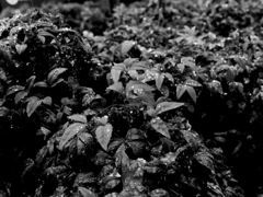 monochrome