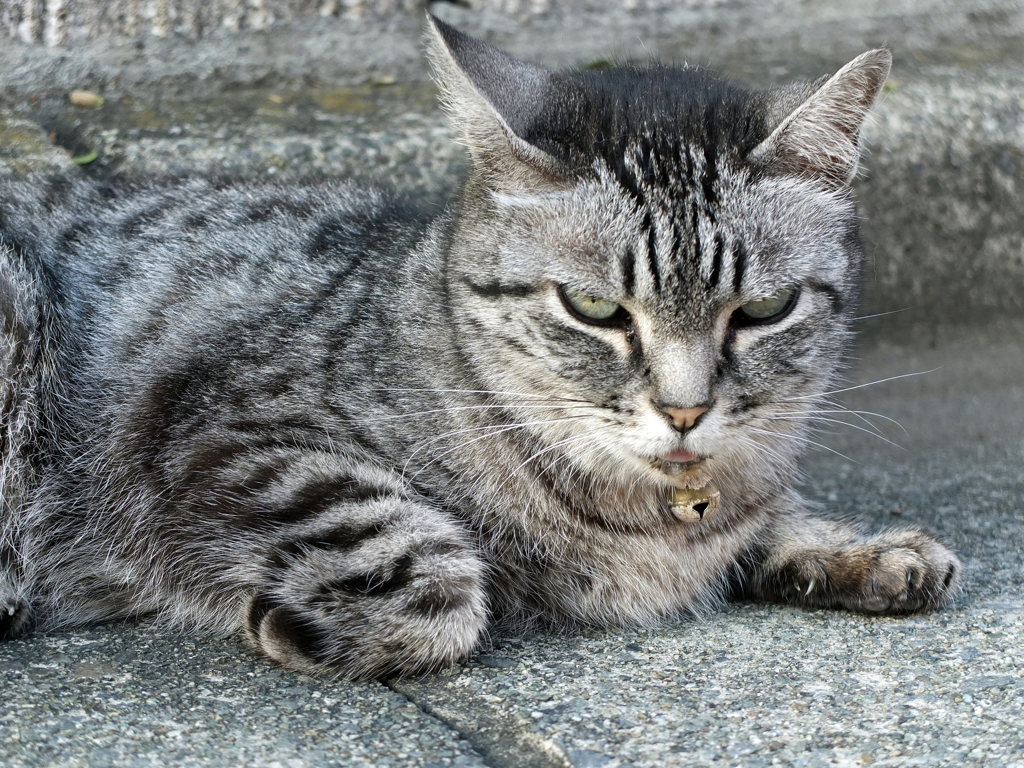 ご機嫌ななめ猫