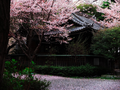 蒲田に咲く桜
